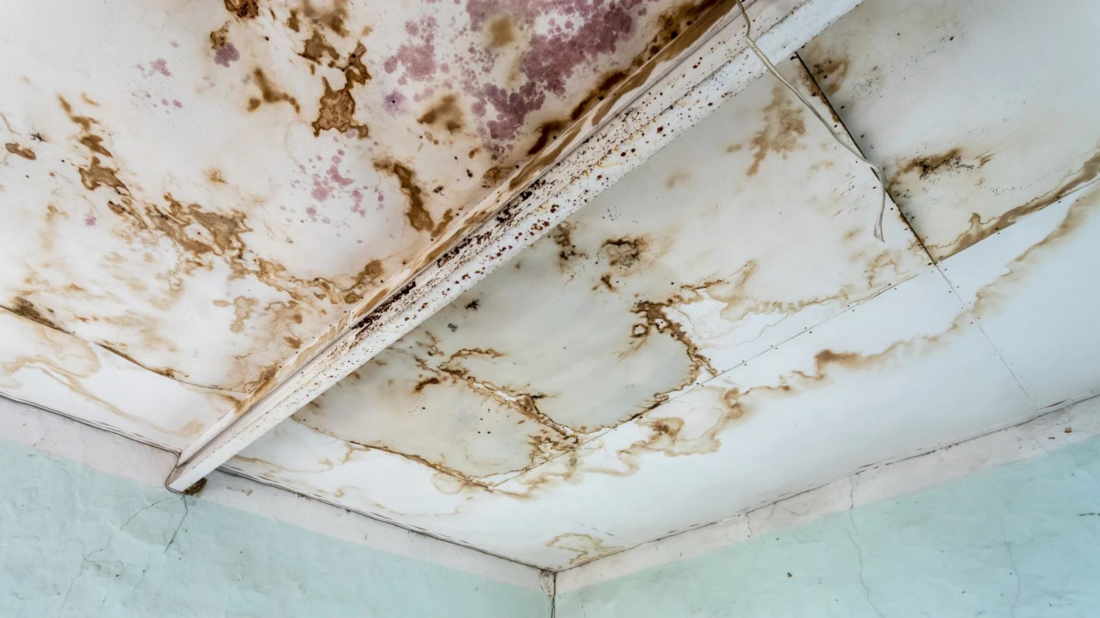 Ceiling and wall corner covered in brown water stains and dark mold spots
