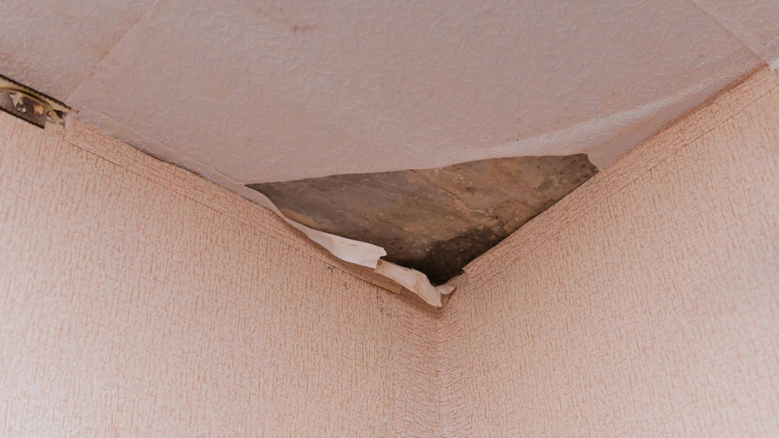 Ceiling corner where water-soaked wallpaper and drywall have torn away